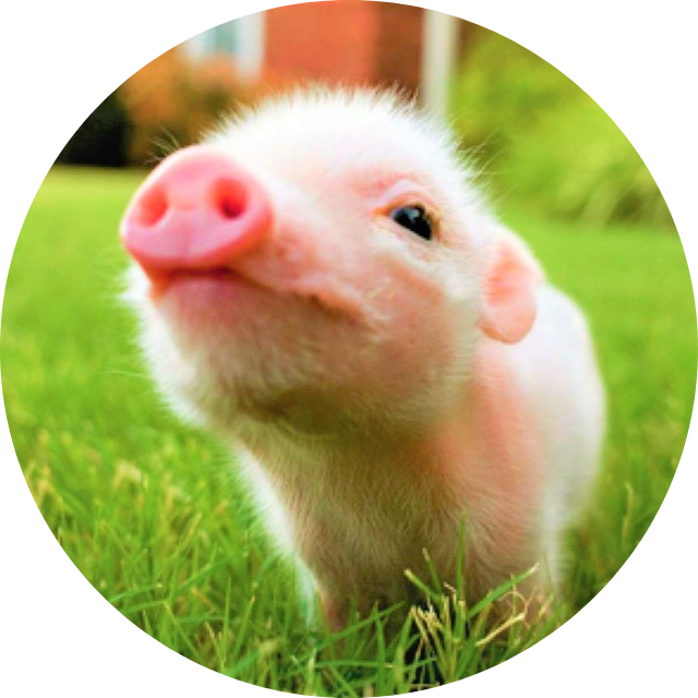 Alimento especializado para Mini Pig a base de Alfalfa y Avena